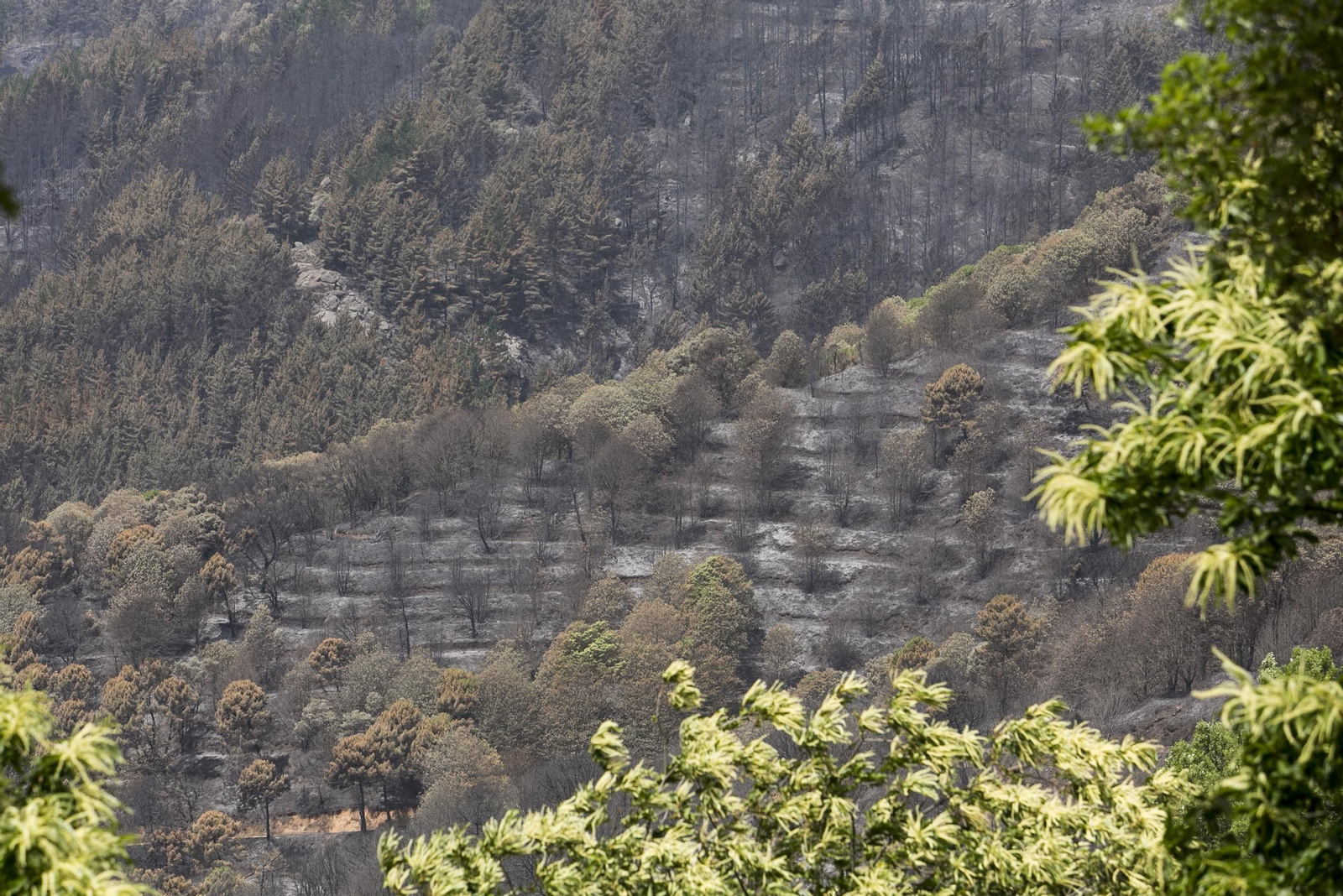 El incendio de Sierra Bermeja una semana después, en fotos