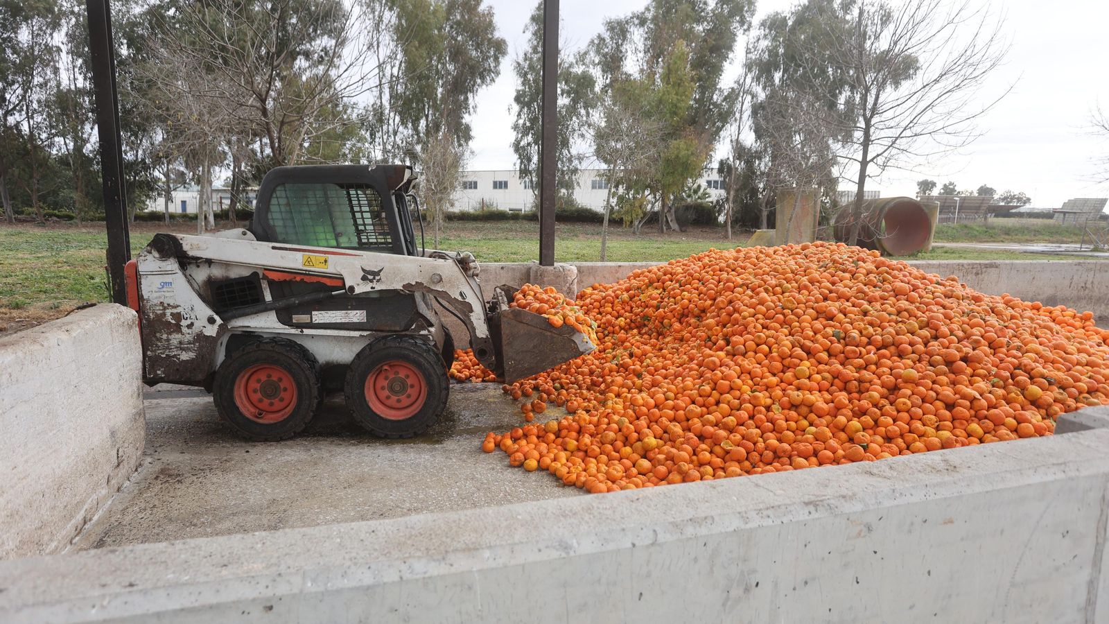 Un operario de la EDAR Copero recoge las naranjas para exprimir su zumo.
