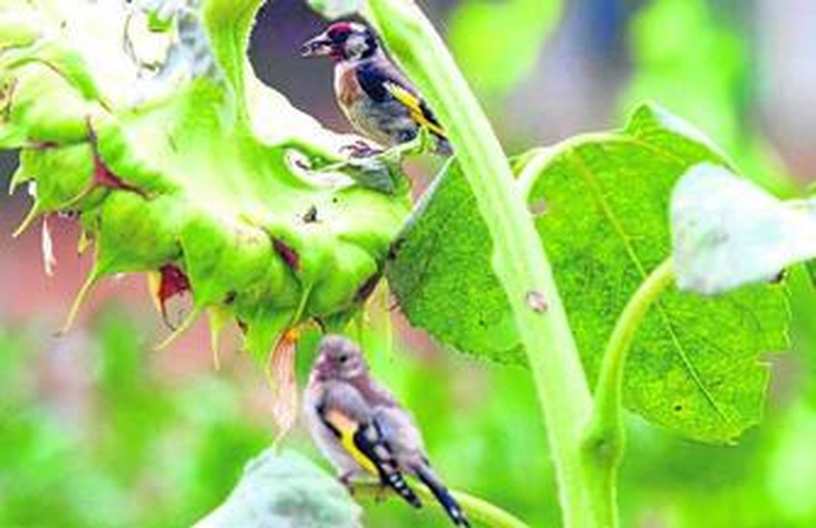 El girasol y los jilgueros