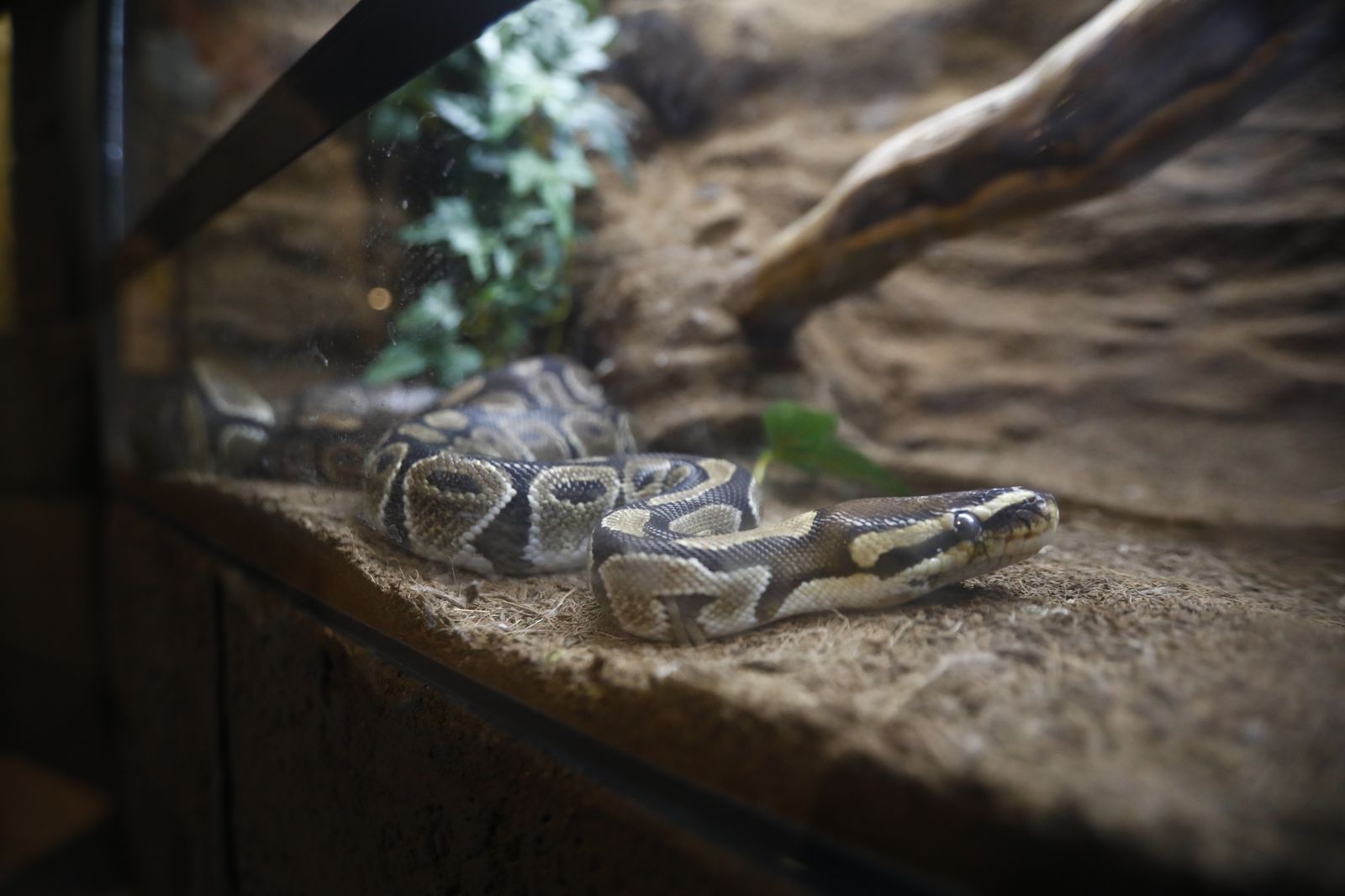 El nuevo reptilario del zoológico de Córdoba, en fotografías