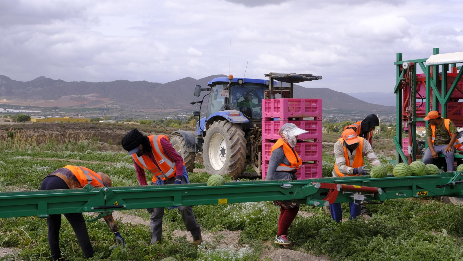 La sandía y el melón de Huércal Overa, manjares en imágenes