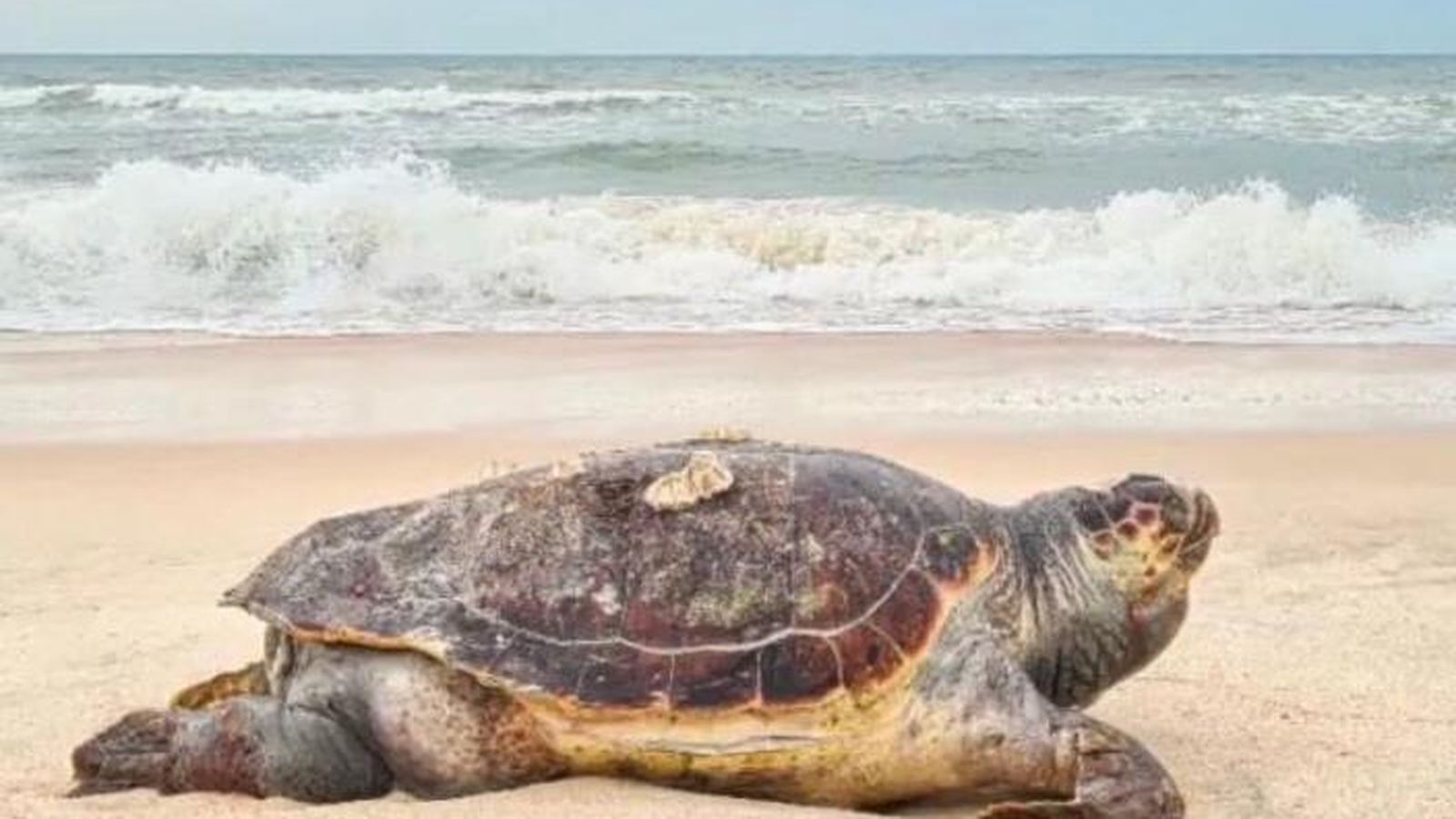 El ejemplar de galápago en la orilla de la playa almonteña.