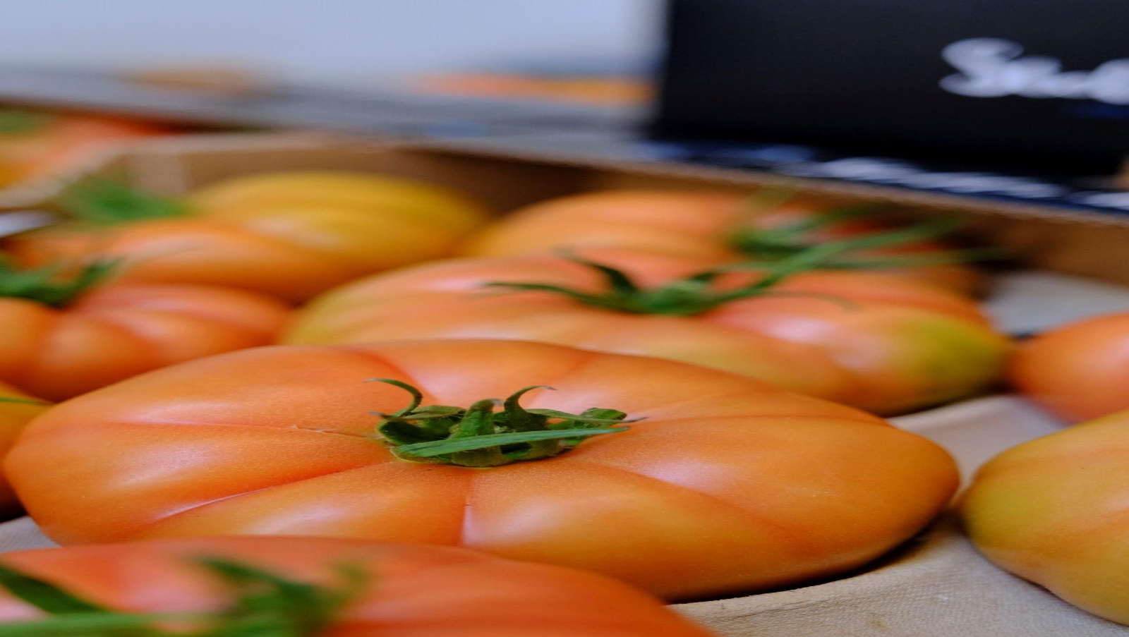 Vea cómo son los tomates almerienses de 'Stella del Cabo'