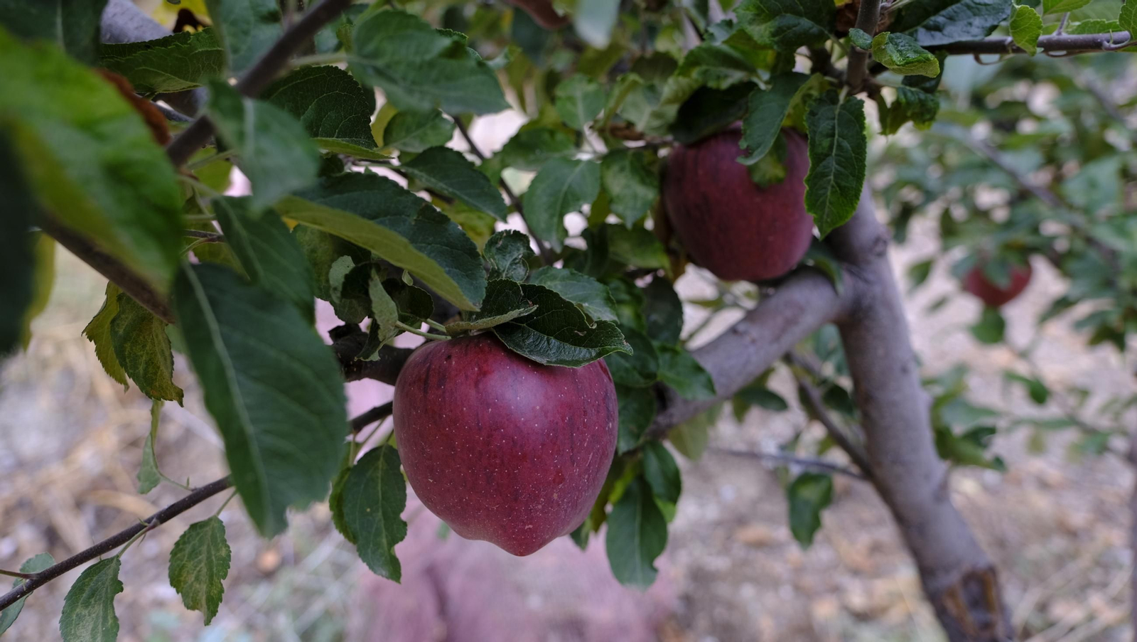 Las manzanas de Paterna, un manjar en imágenes