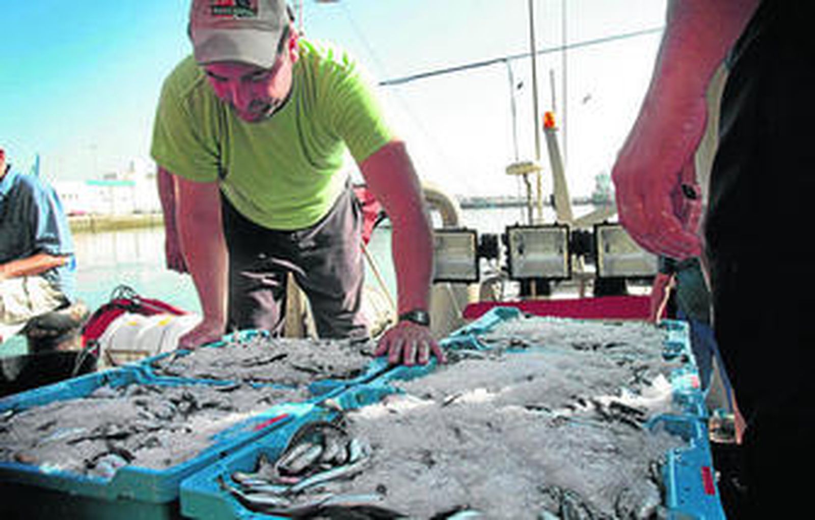 Descarga de boquerones de un pesquero en la lonja de Cádiz.