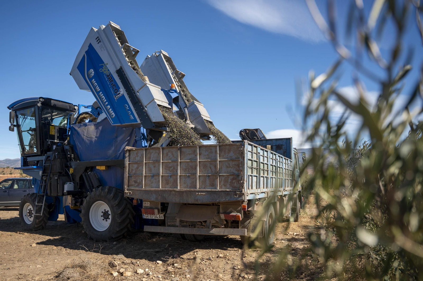 Las imágenes de la campaña recogida de acetuna en Fiñana