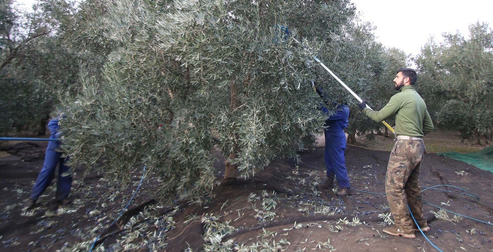 Una cuadrilla de trabajadores en la campaña de la aceituna.