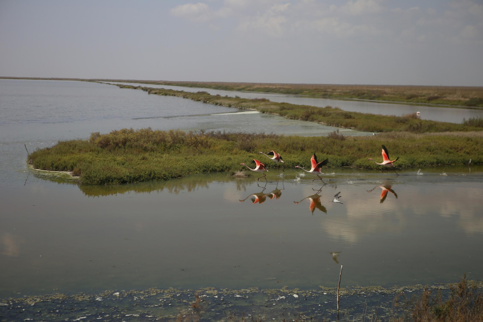 Dentro de la ruta del arroz en Sevilla: finca Veta la Palma