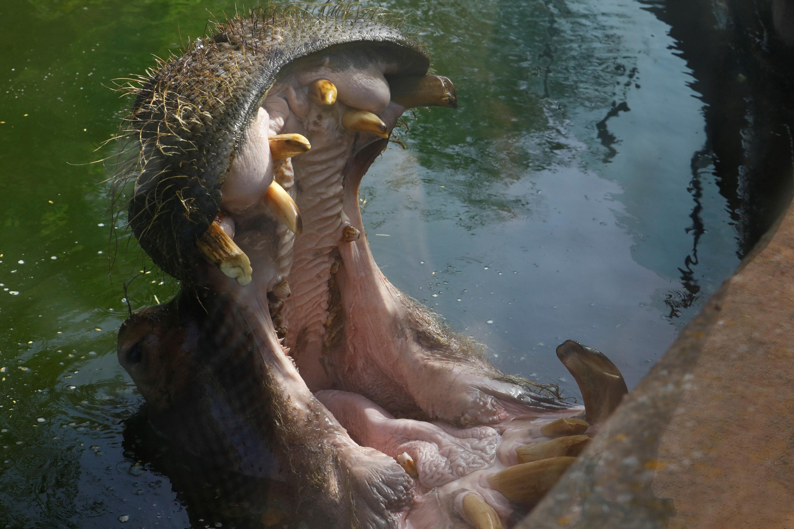 Fotogalería: Así viven los animales del Zoo de Córdoba los meses de verano