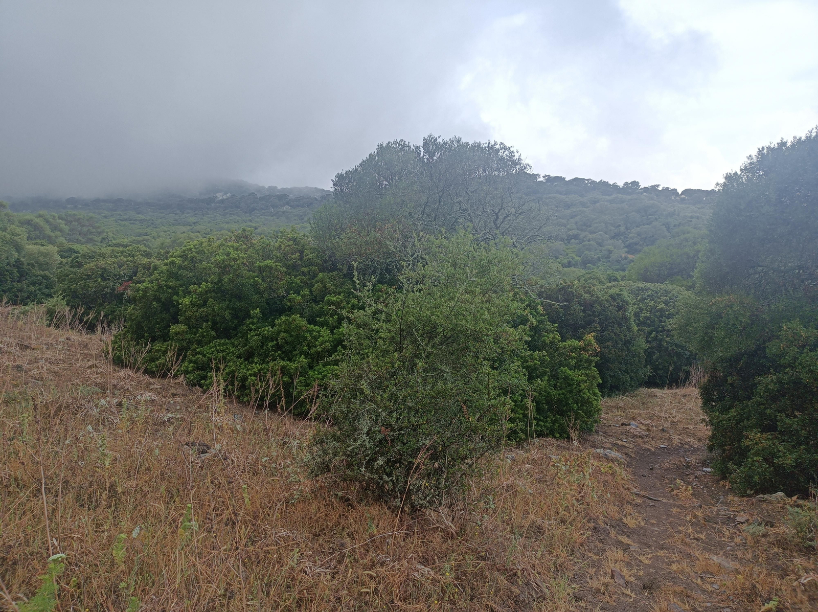 Avanzando por El Acebuchal hasta alcanzar cotas más bajas.