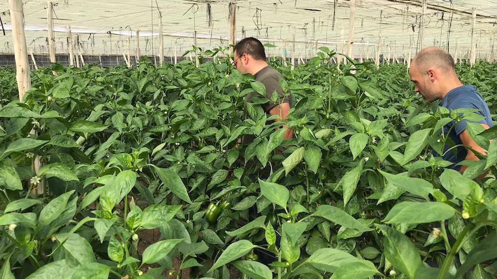 Escuela Agraria de Vícar.