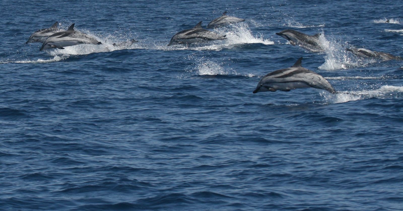 Imagen de archivo de un grupo de delfines