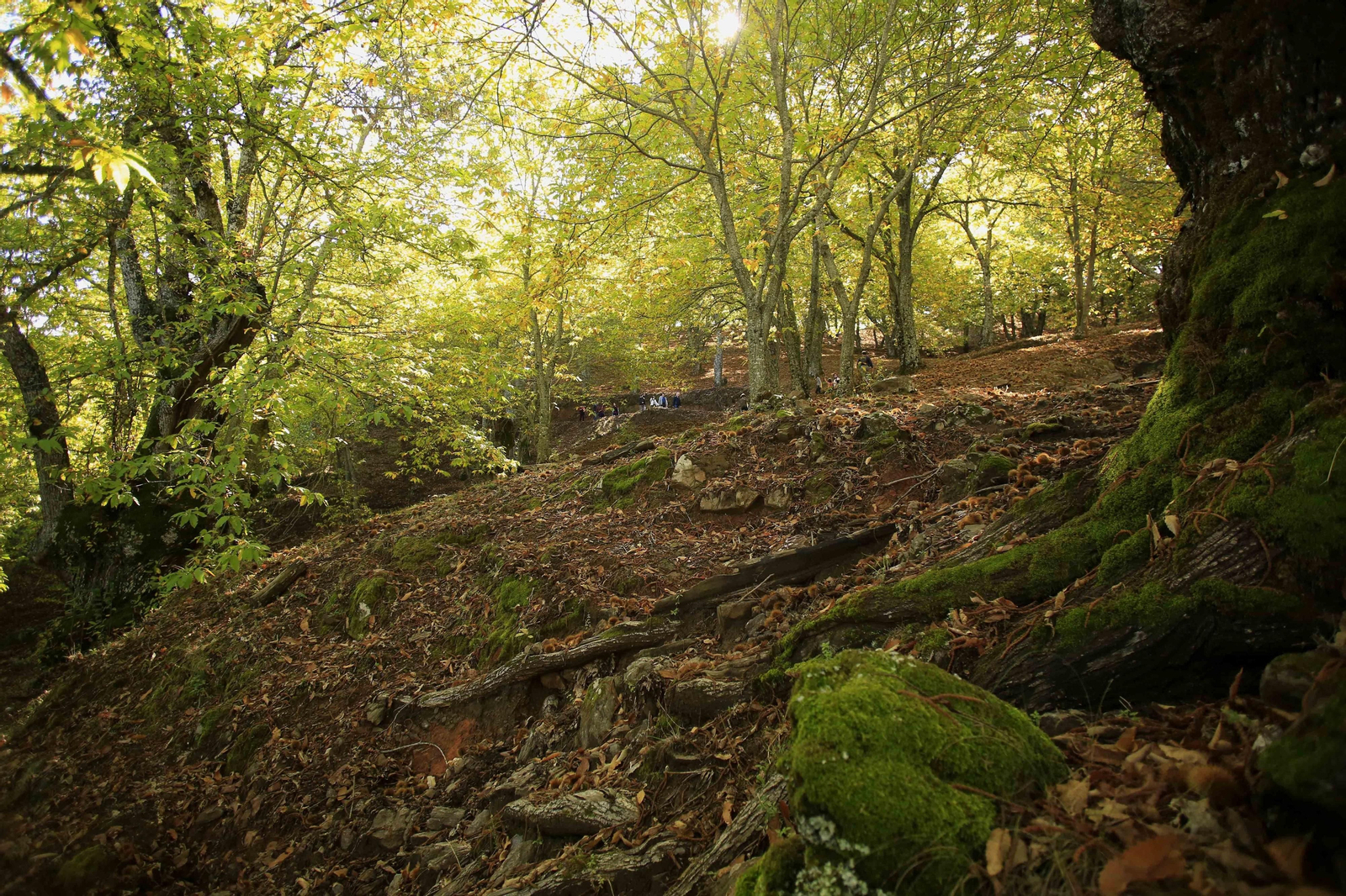 El Bosque de Cobre en el primer otoño de la pandemia