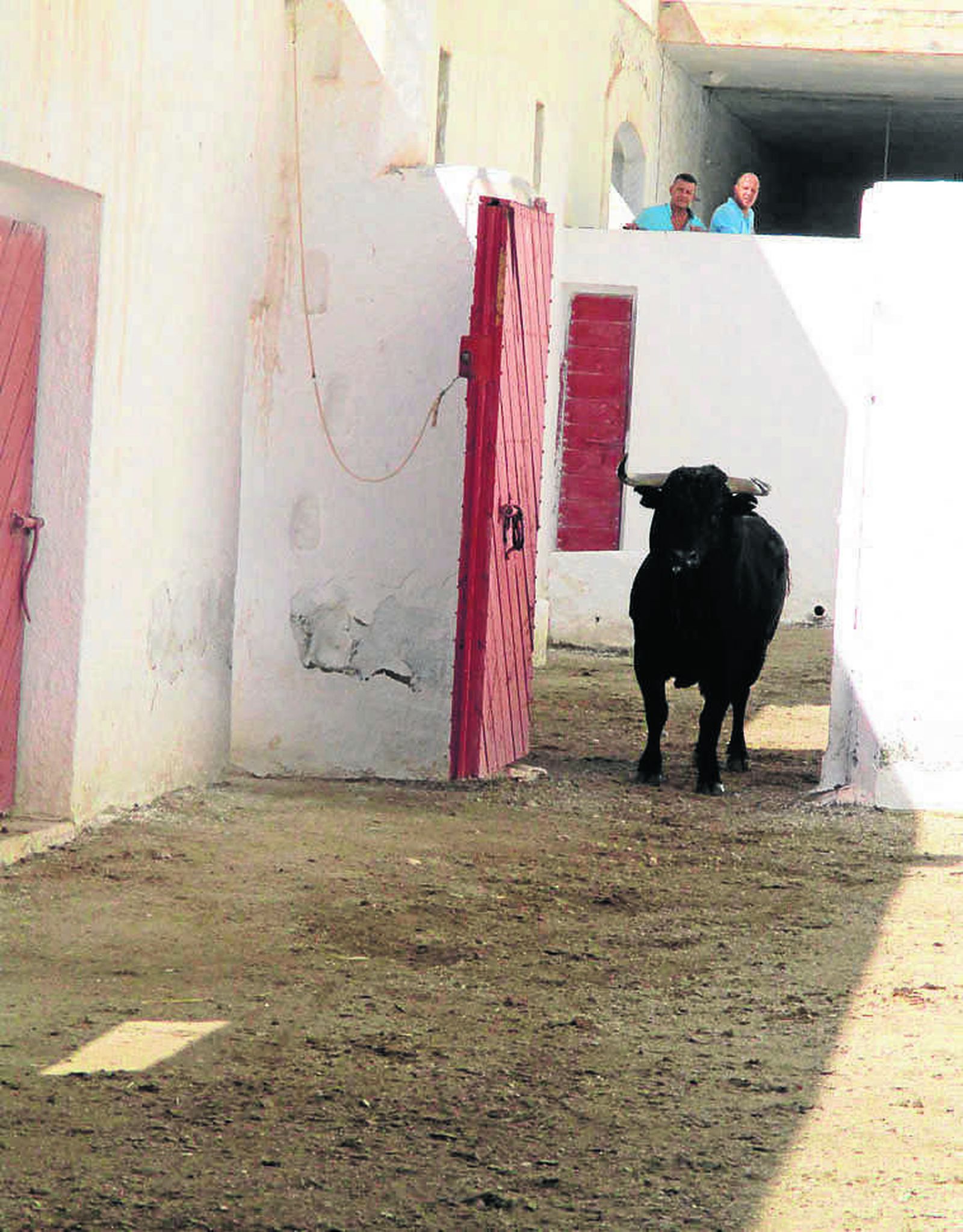 Un largo y angosto pasillo conduce al toro desde el camión hasta los corrales.