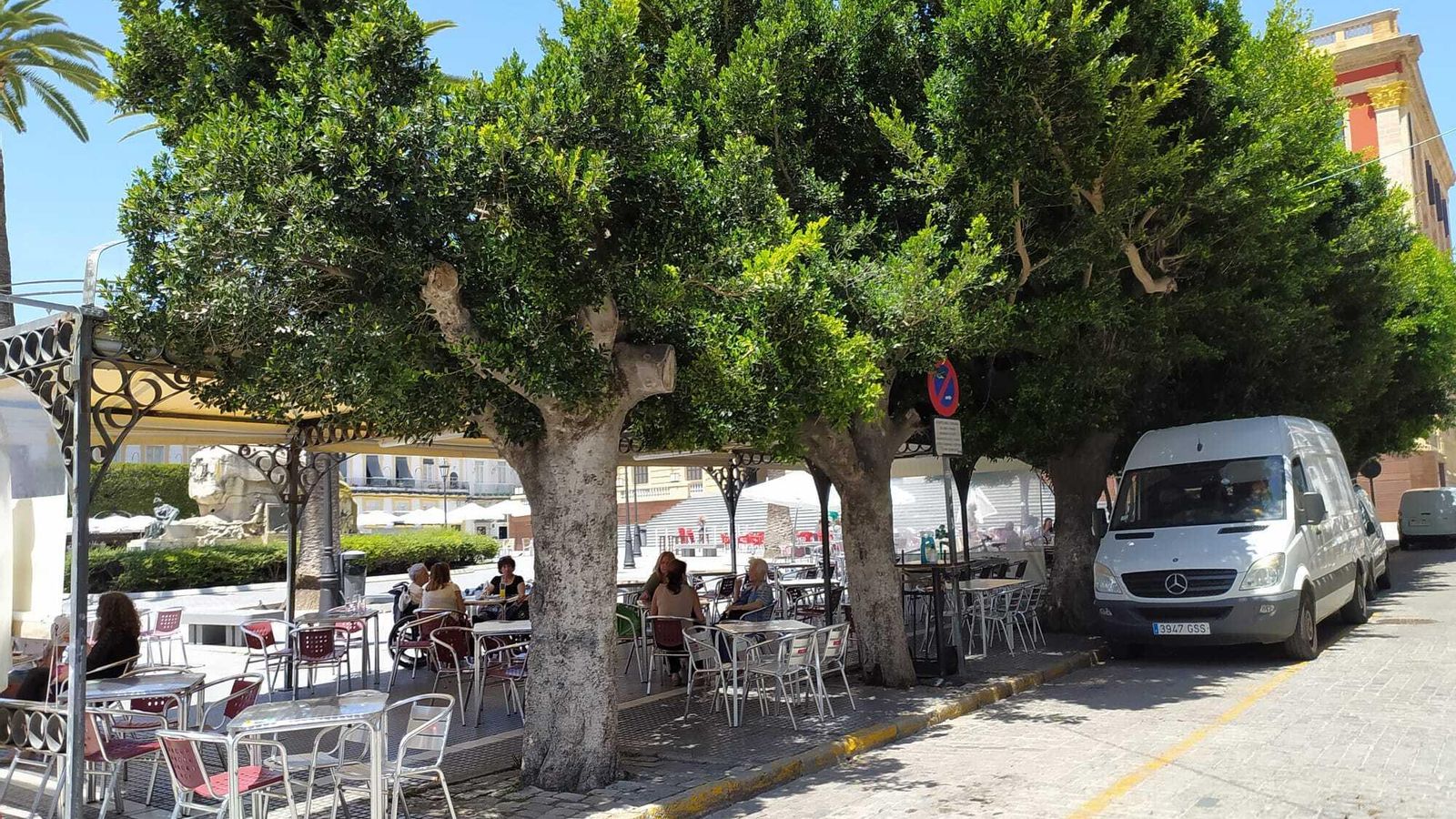 Estado que presenta actualmente el arbolado de la plaza del Rey.
