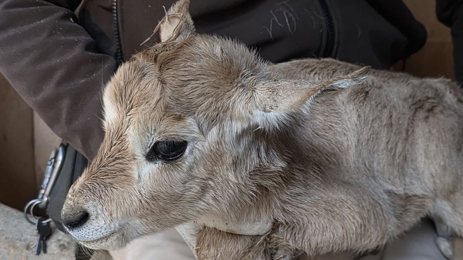 Cría de Oryx de Arabia nacida en el Zoo de Jerez.