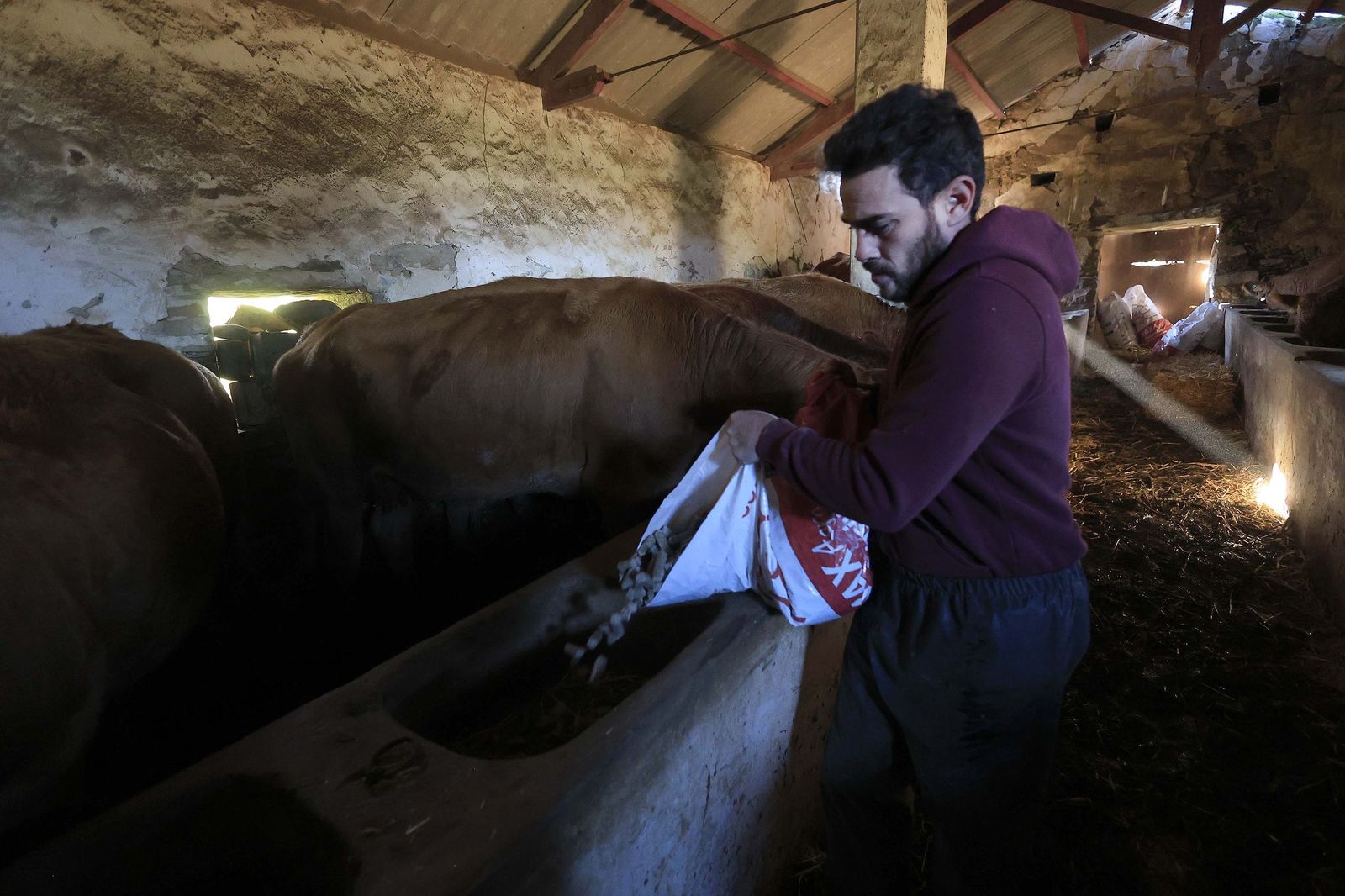 Las fotografías de la ganadería de Luis Benítez en Tarifa