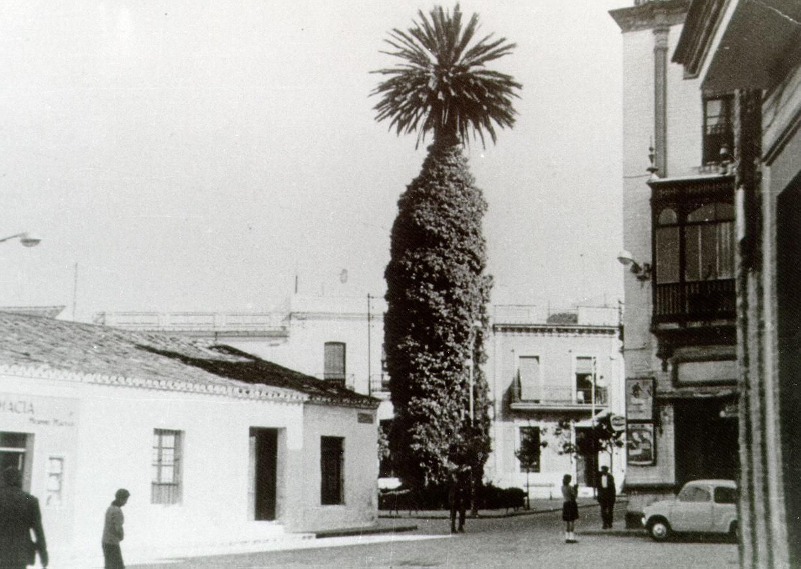 De LA PALMERA como seña de identidad onubense De LA PALMERA como seña de identidad onubense