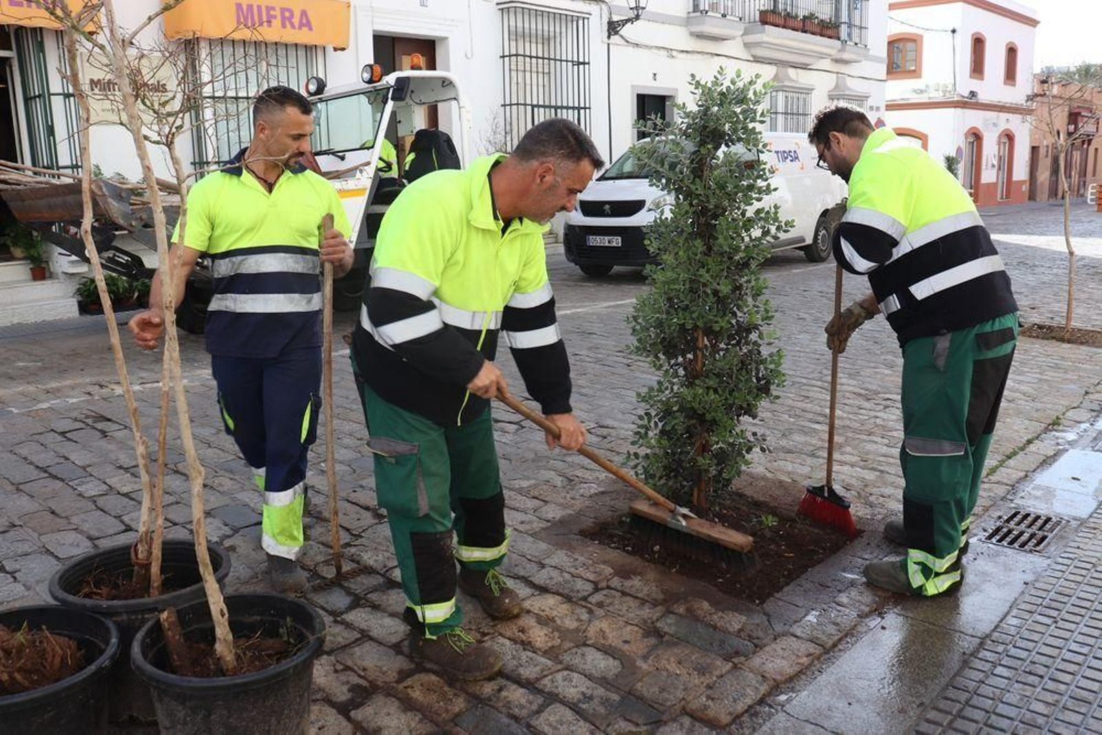 Plantación de metrosideros en la calle Ancha Plantación de metrosideros en la calle Ancha