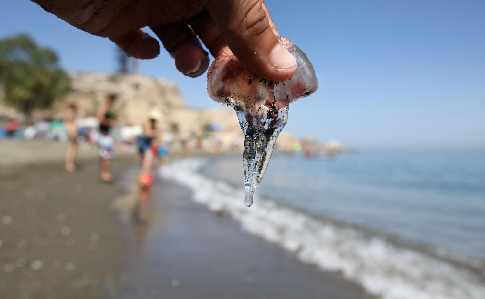 Un bañista sujeta una de las medusas aparecidas en una playa malagueña.