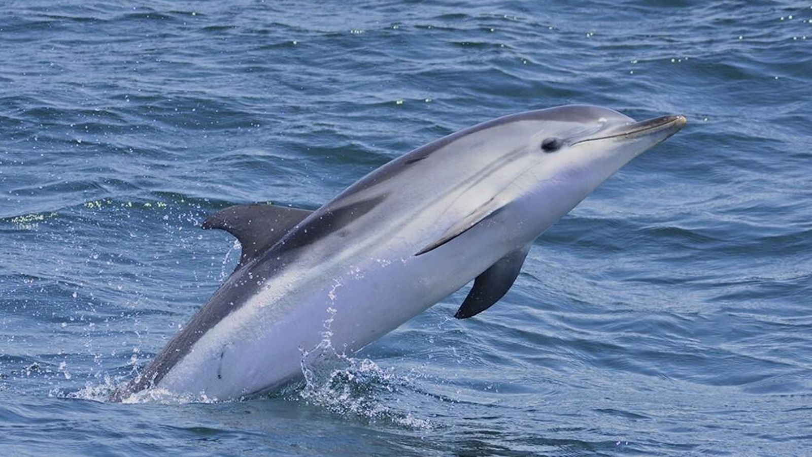 Delfín listado