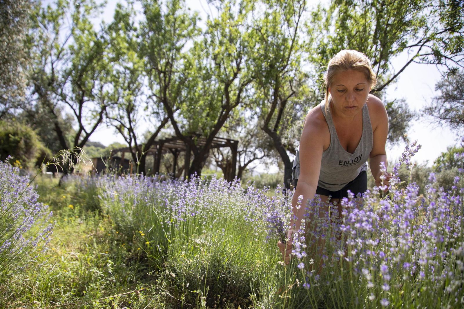El jardin de lavandas en Benecid