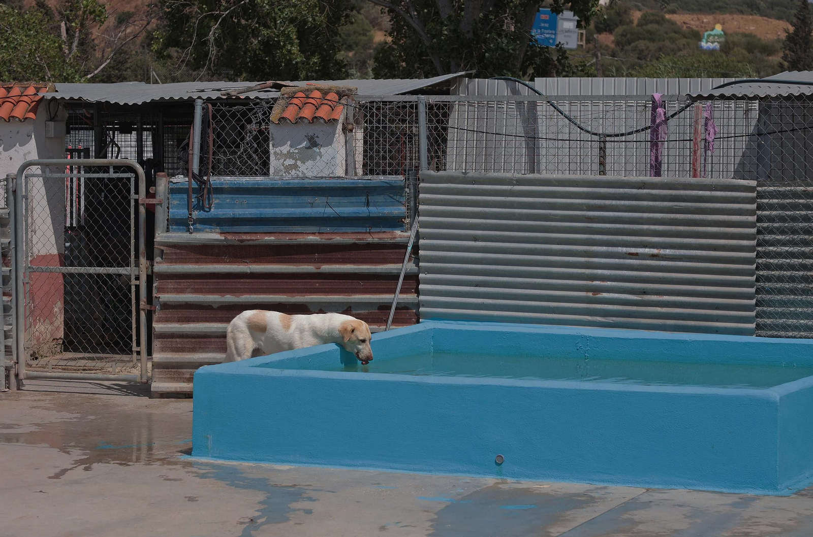 Imágenes de la protectora de animales del Campo de Gibraltar en Los Barrios