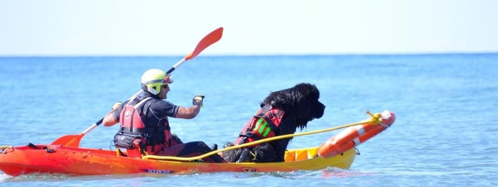 Salvamento y rescate acuático con un terranova