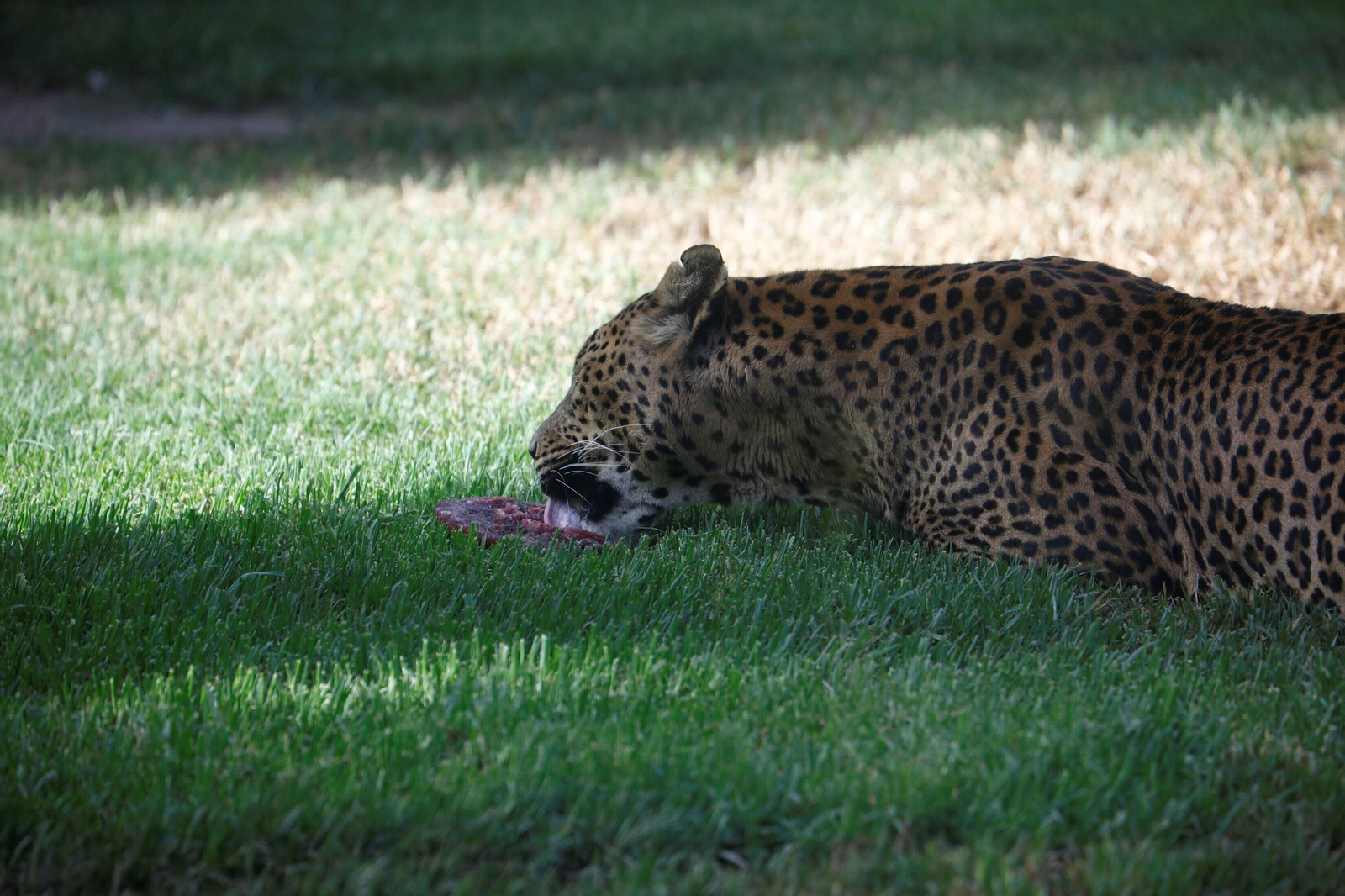 Fotogalería: Así viven los animales del Zoo de Córdoba los meses de verano