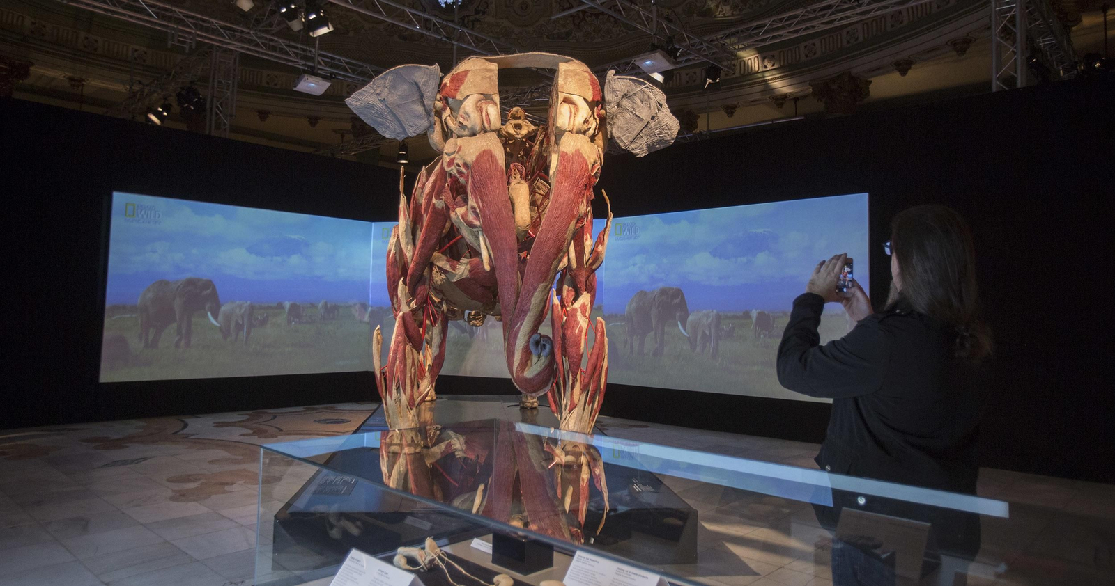 La exposición 'Animal Inside Out', en Sevilla