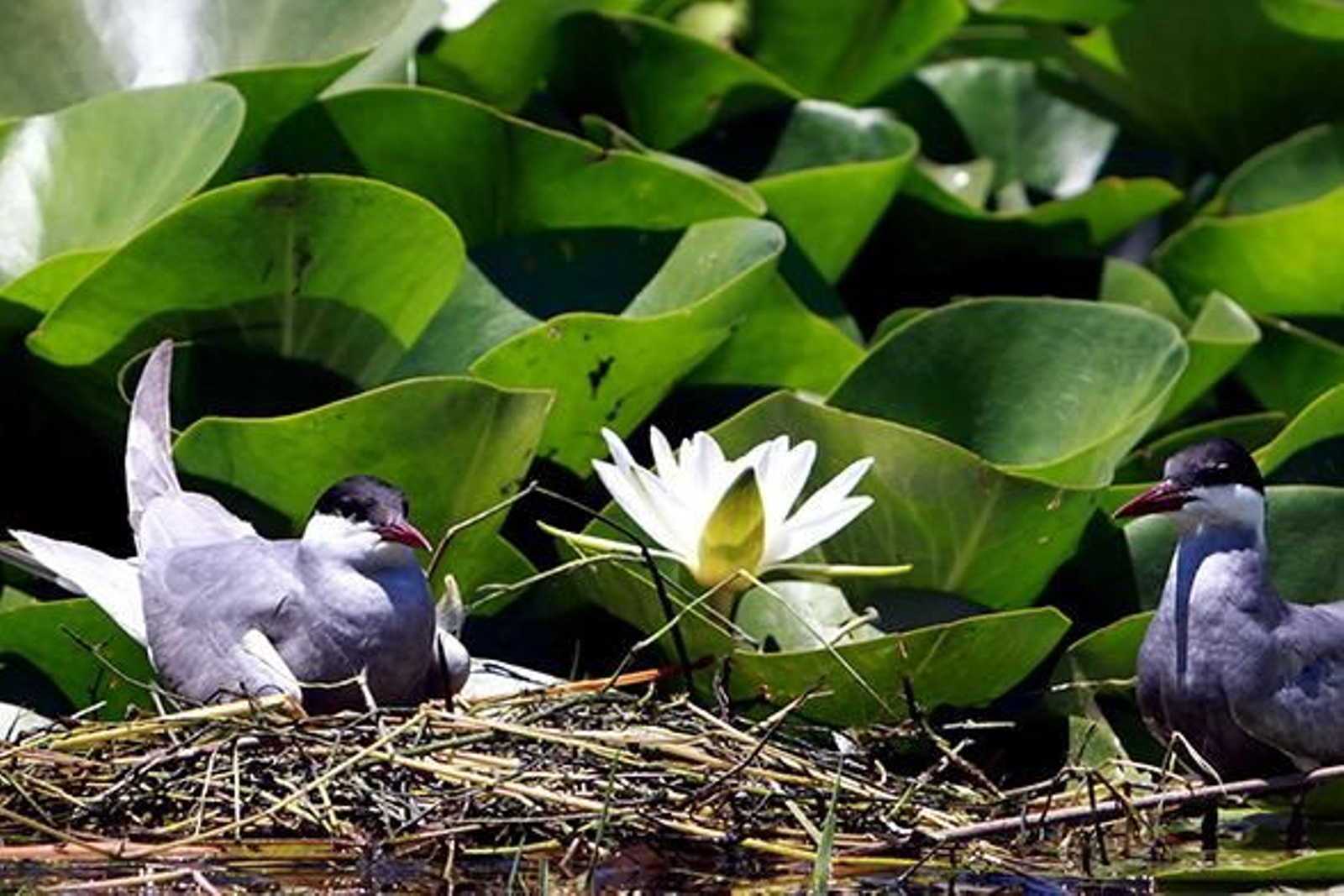 Algunas especies emblemáticas, como la fumarel común, llevan más de un siglo en declive.