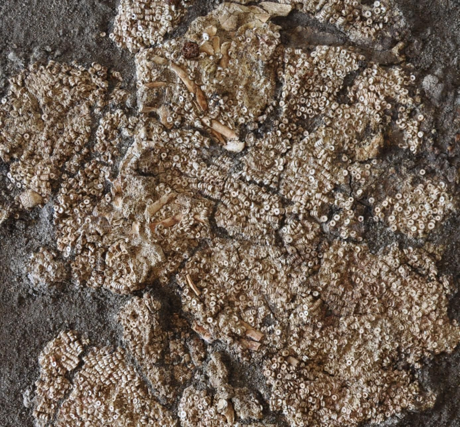 Las imágenes del Santuario de Montelirio en Castilleja de Guzmán