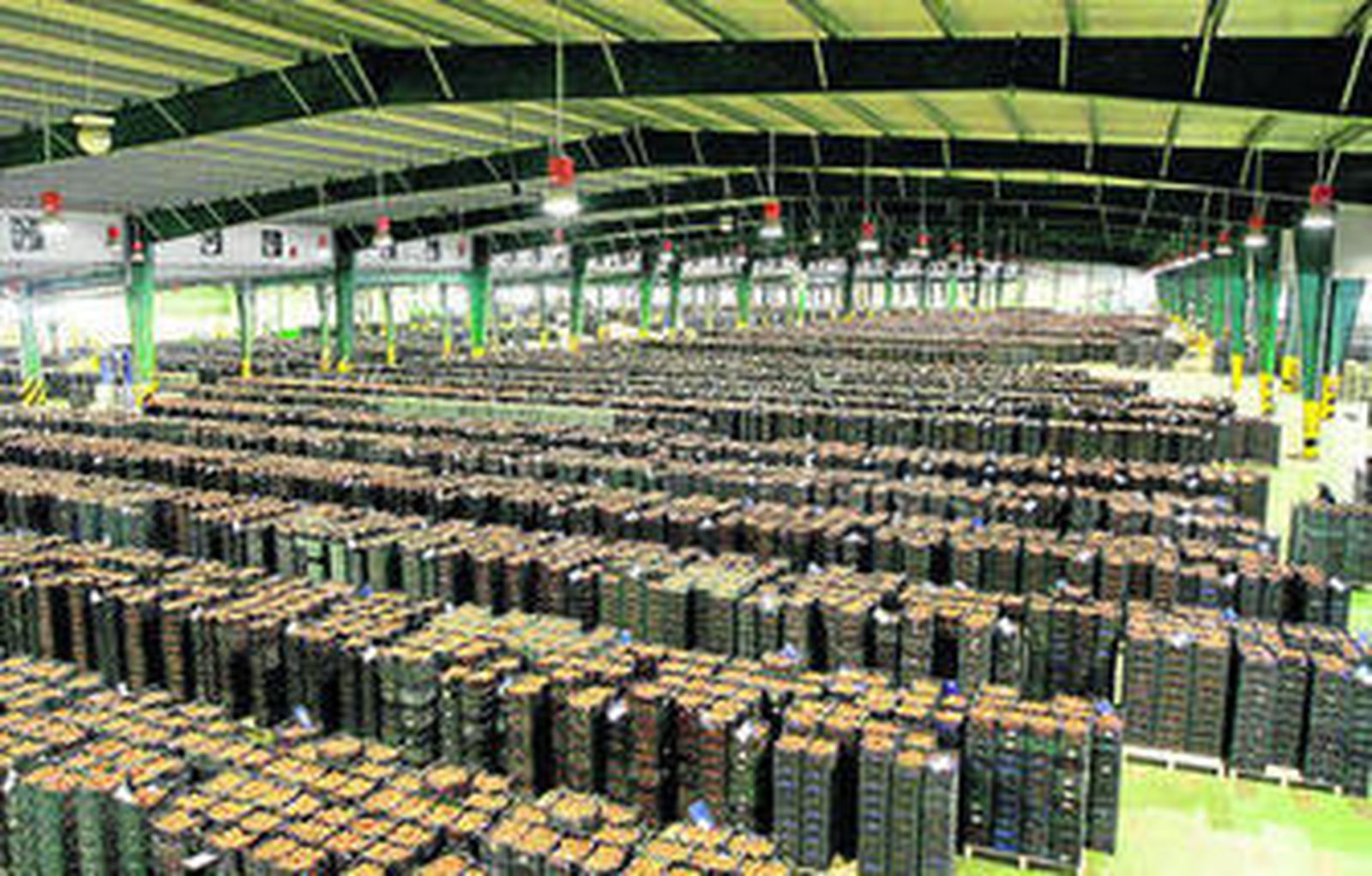 CASI es la mayor cooperativa de tomate de Europa, con una producción total de más de 200 millones de kilos, la mayoría, de este cultivo.