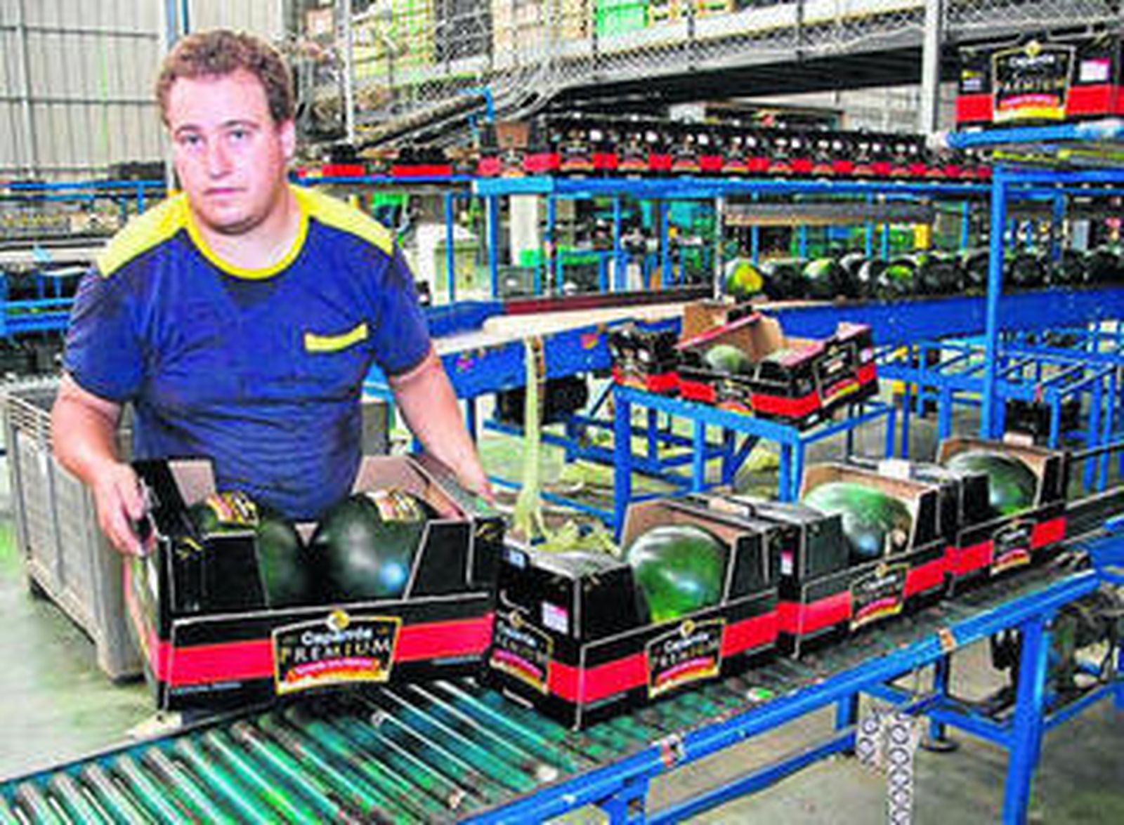 Fase de envasado de las cajas de sandías Caparrós Premium.