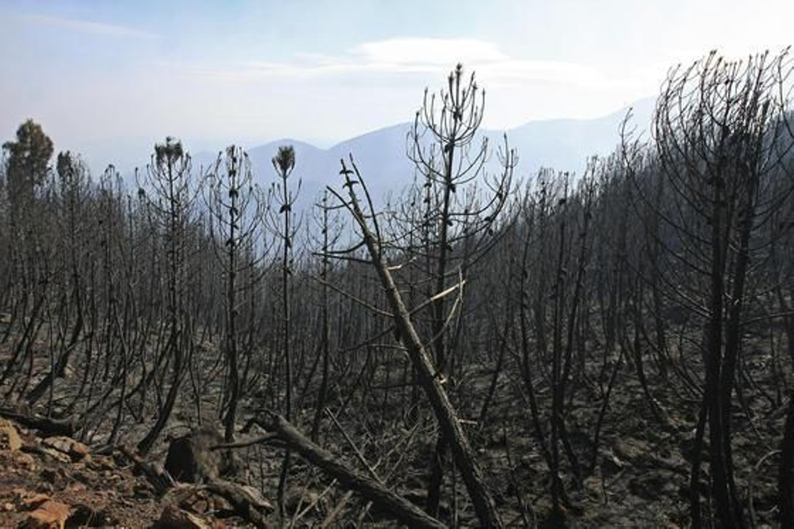 Alguna de las zonas calcinadas que podían verse ayer

Foto: Javier Flores