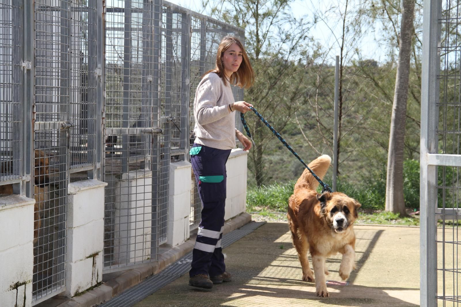 Estos son algunos de los perros que puedes adoptar en el refugio provincial de Huelva. Estos son algunos de los perros que puedes adoptar en el refugio provincial de Huelva.