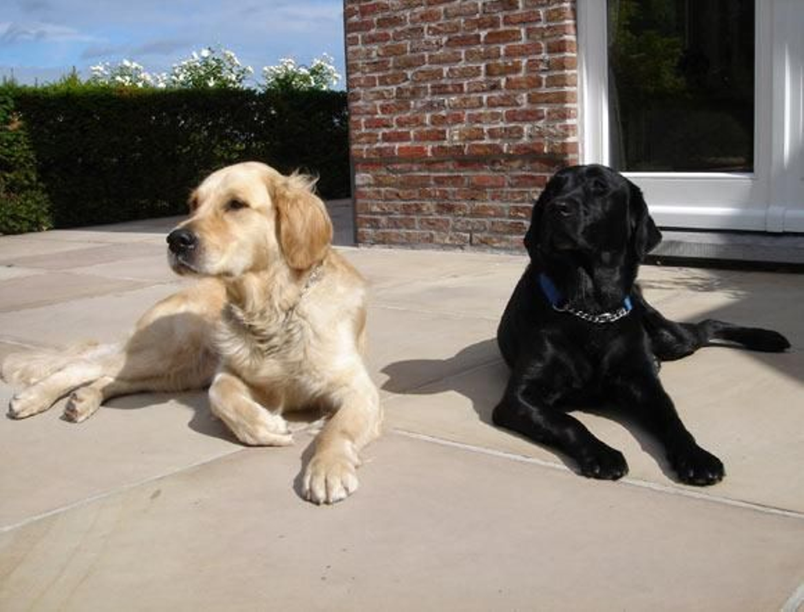 Lo perros labradores detectan tempranamente el cáncer intestinal