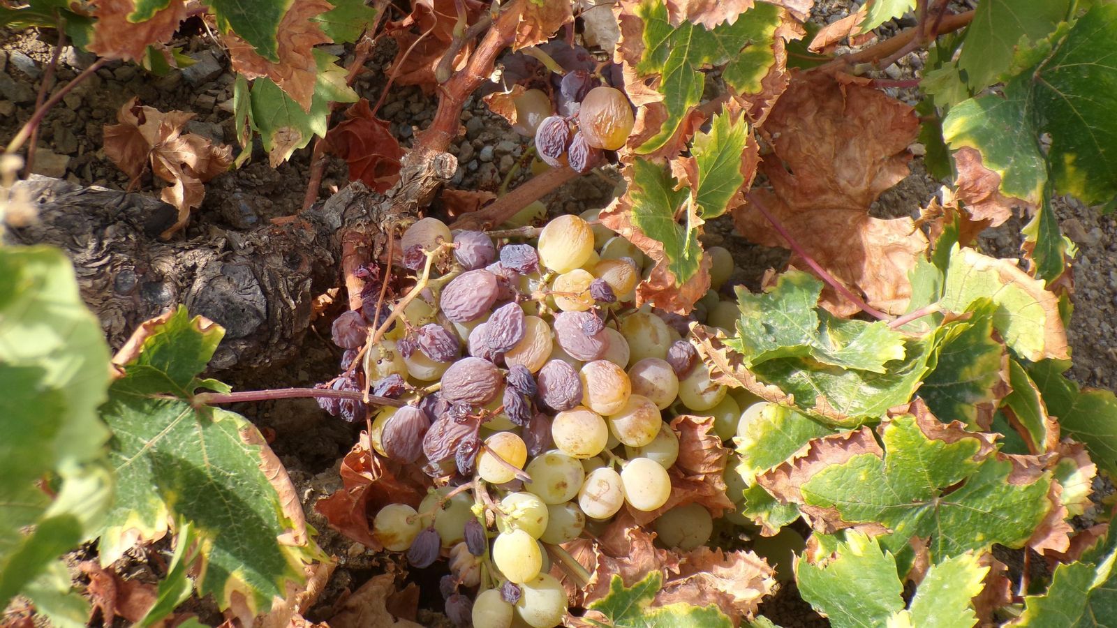 La vendimia en la Axarquía, en imágenes