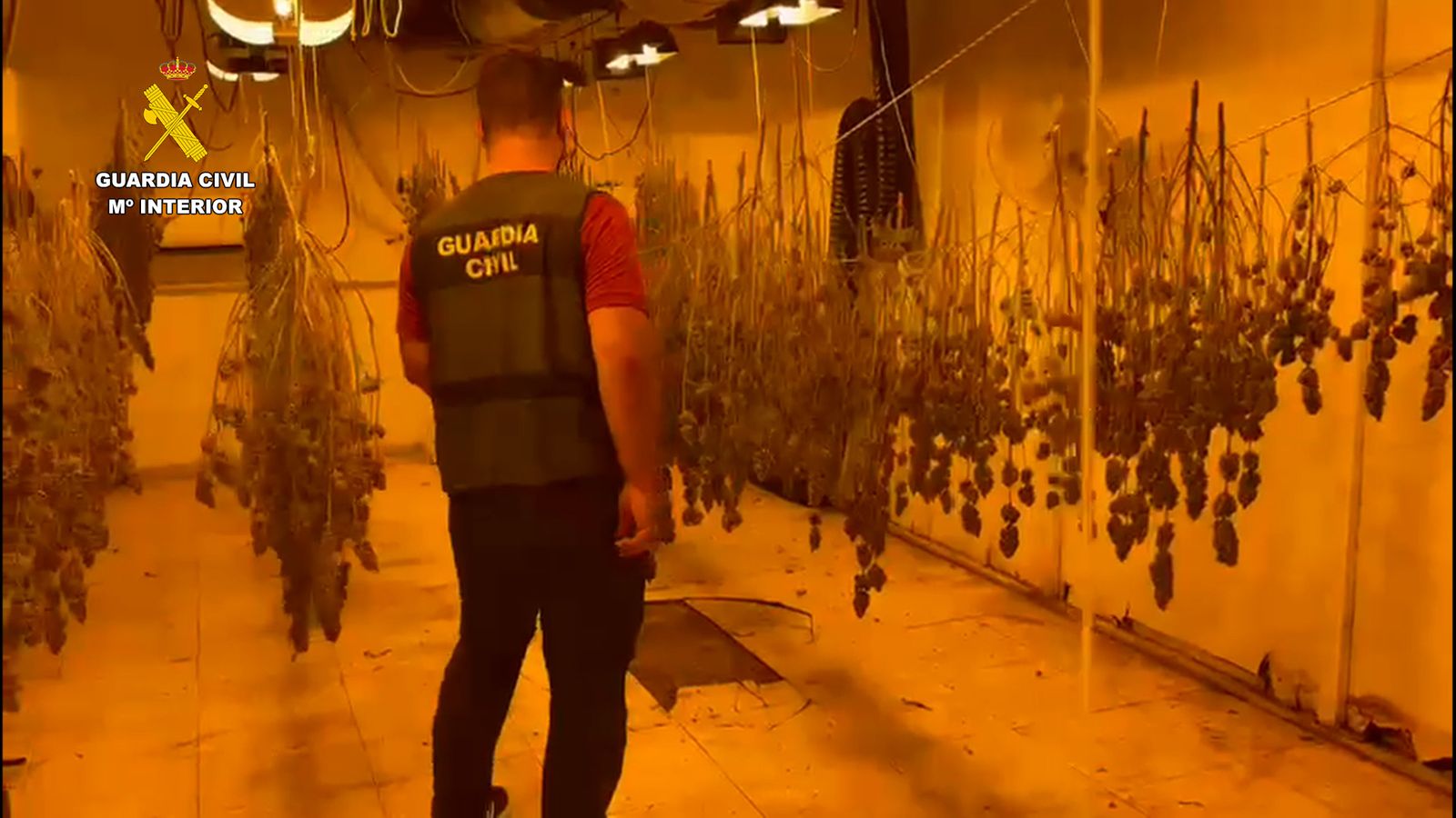 Un agente con parte de las plantas intervenidas.