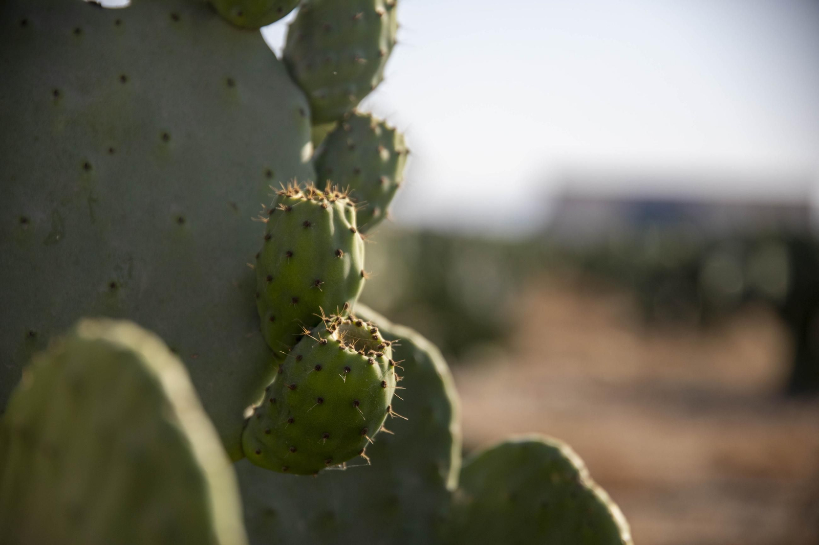 Plantación de chumbos de Níjar