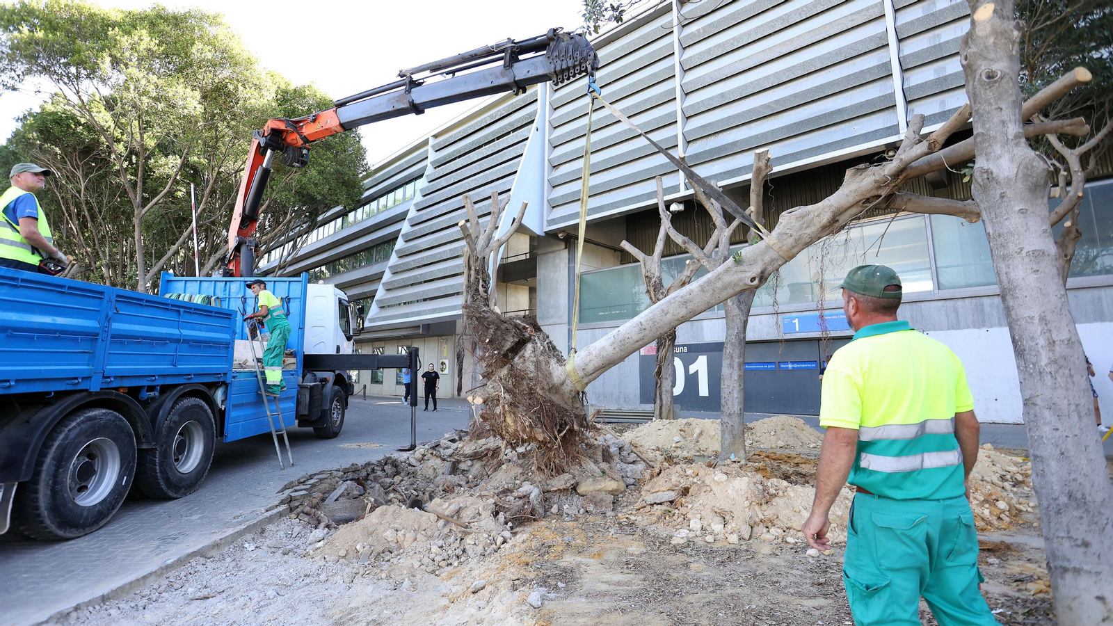 Traslado de los árboles de Chapín