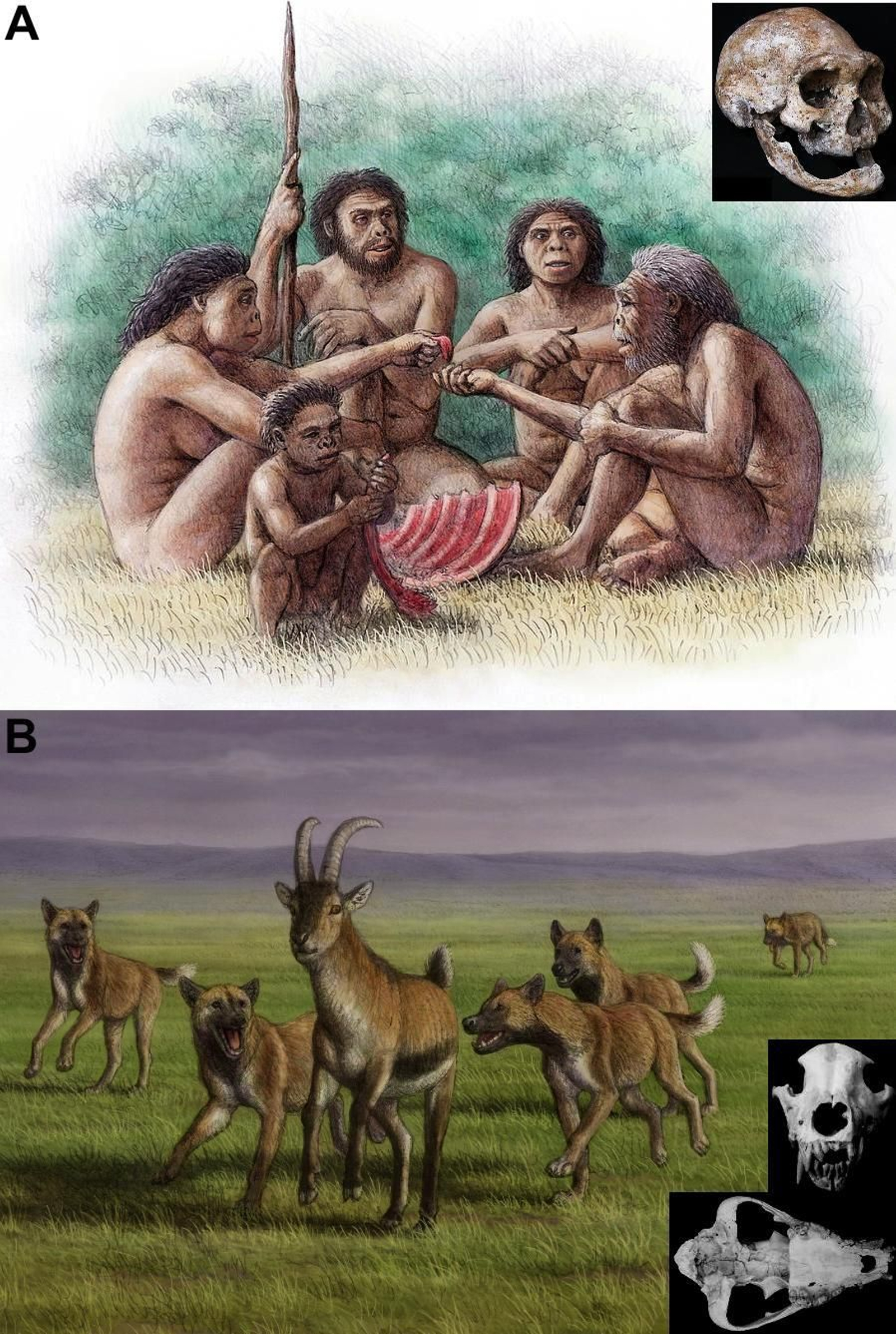 Homínidos y licaón.