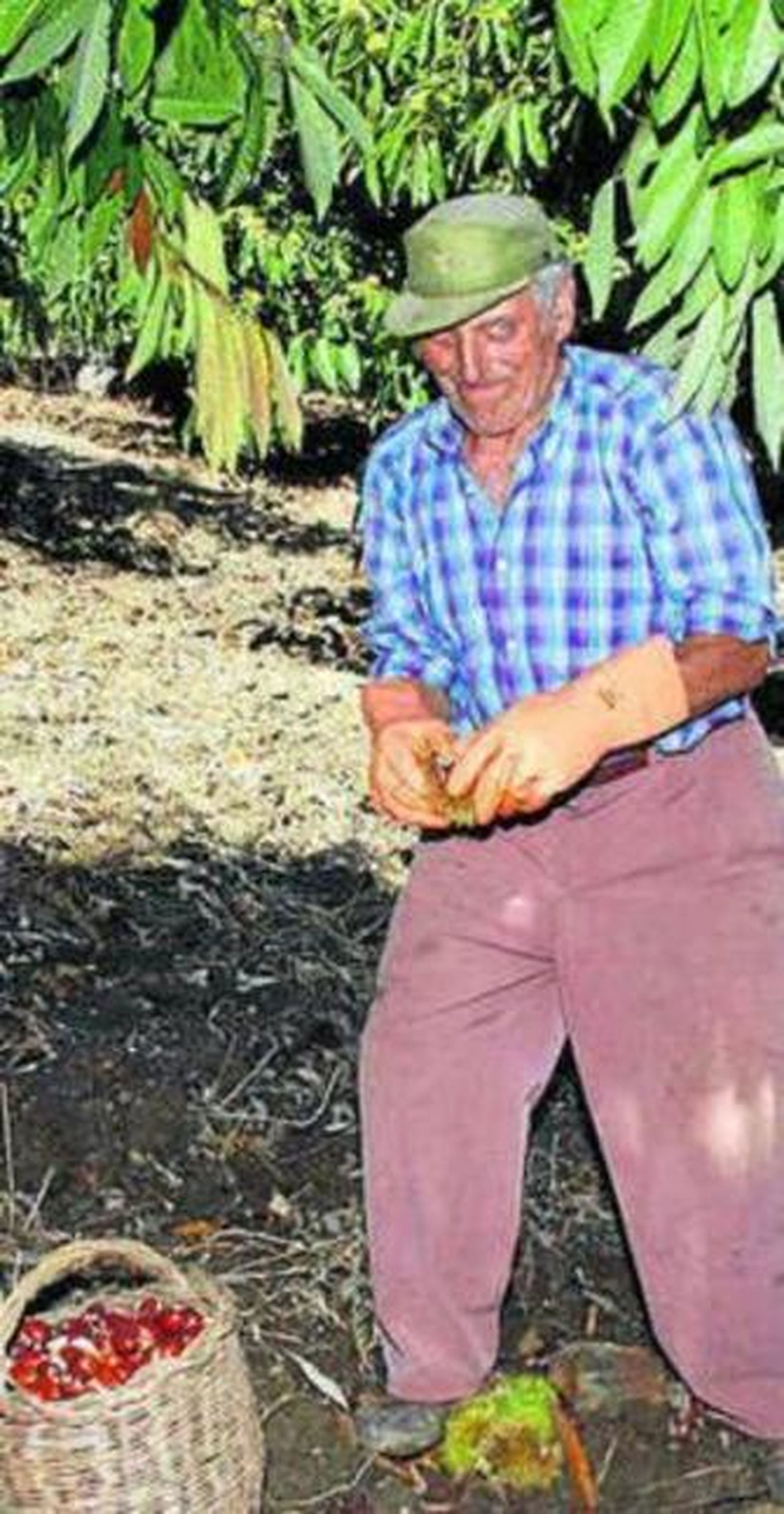 Un hombre recolecta castañas.