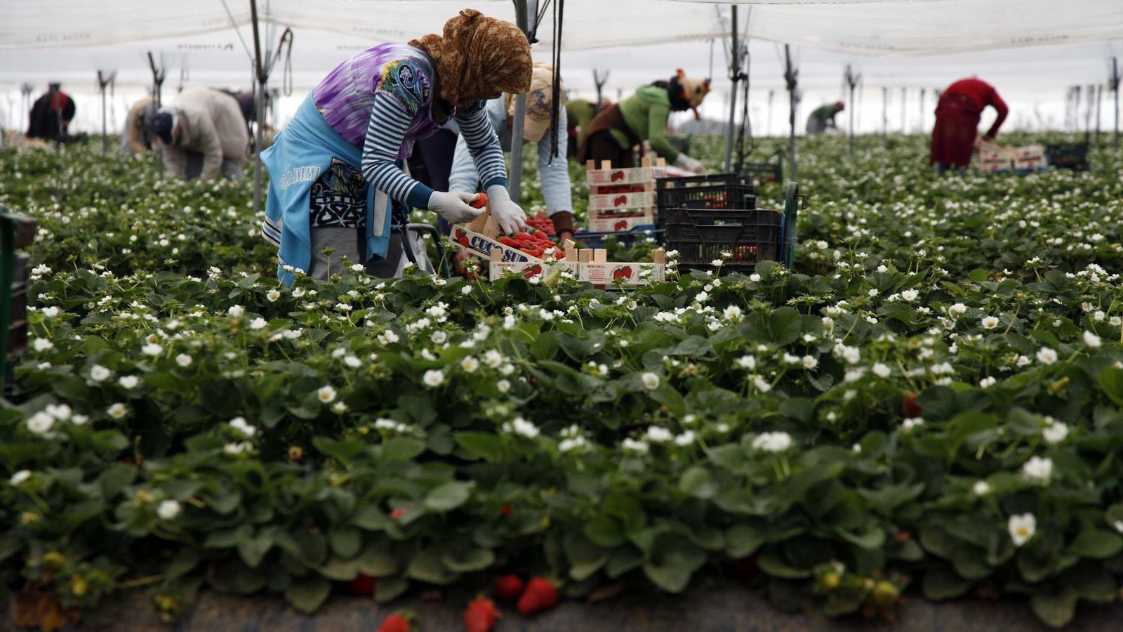 Recolección de frutos rojos en un campo de la provincia.