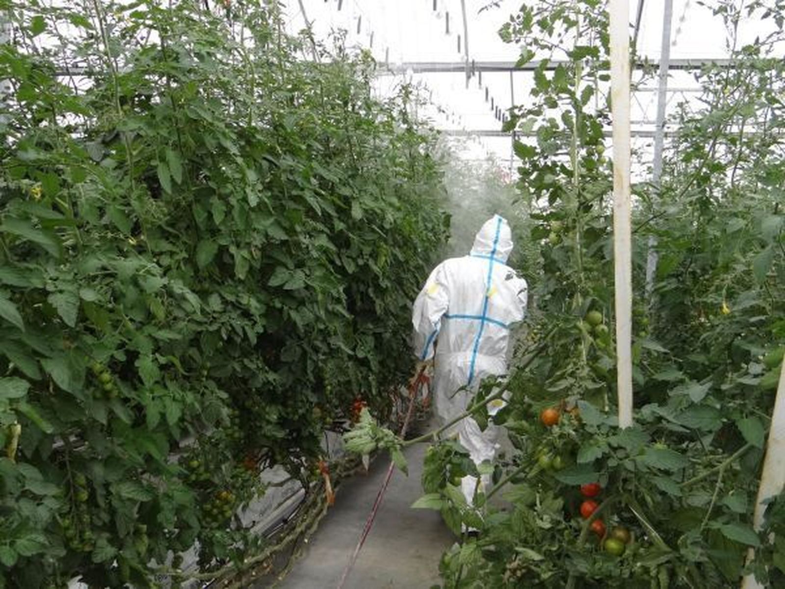 La aplicación de productos fitosanitarios ha de realizarse con seguridad.