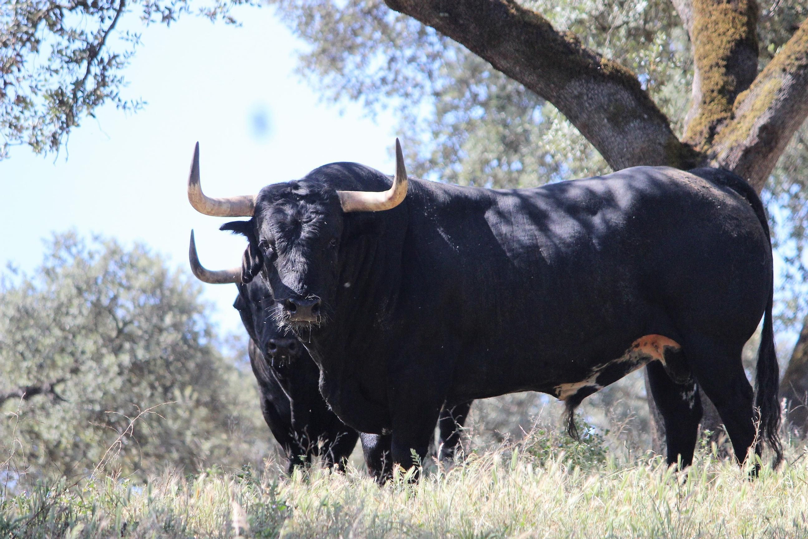 Dos toros en una dehesa onubense.