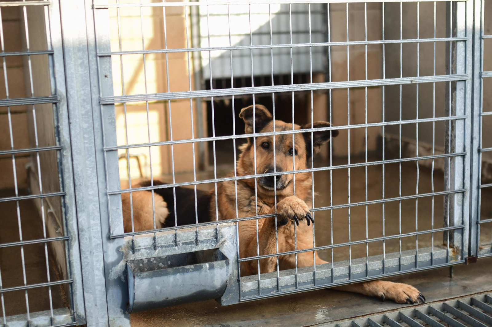 Mascotas que esperan dueño en las perreras de Sadeco