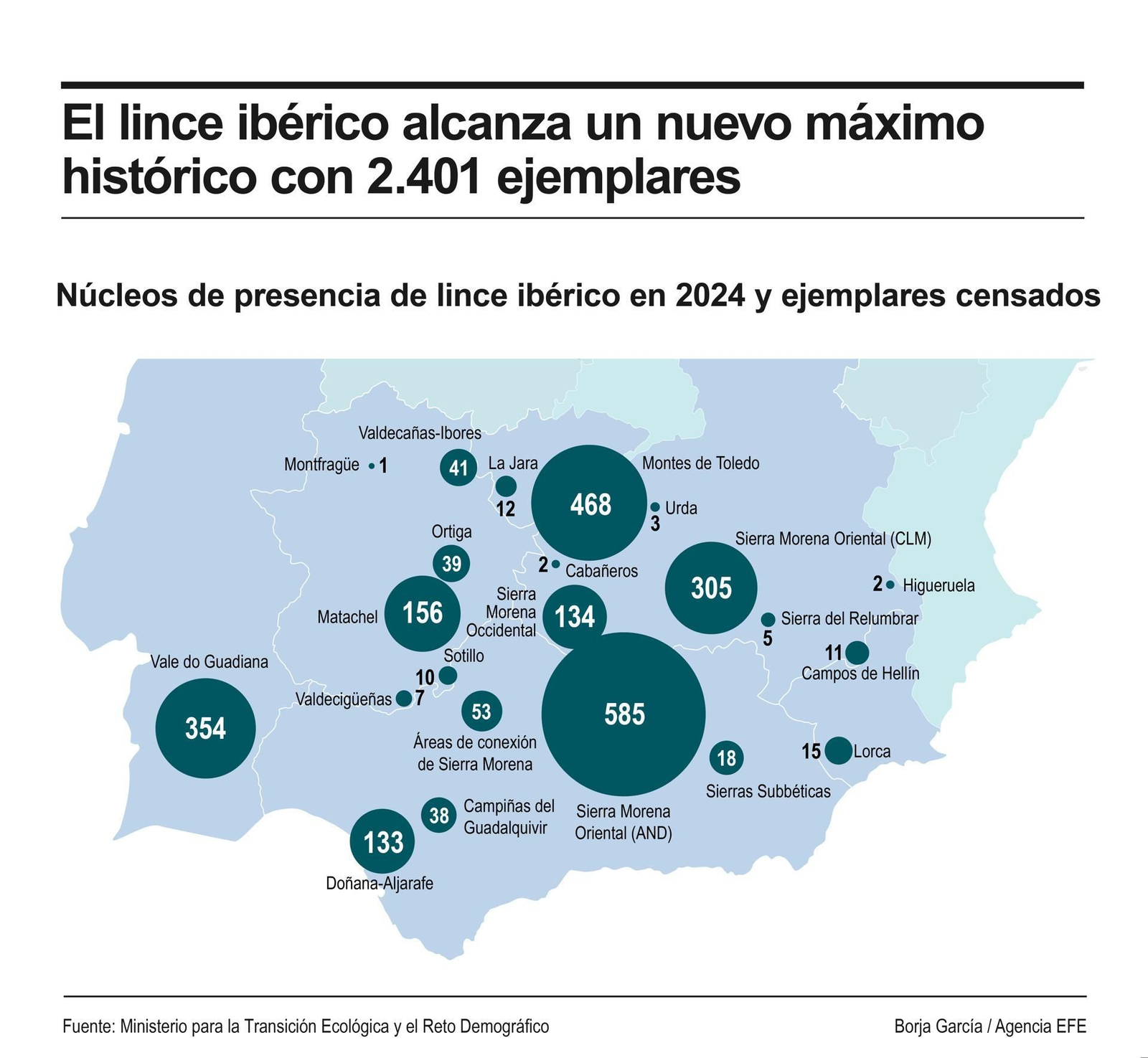 El lince ibérico alcanza un nuevo máximo histórico con 2.401 ejemplares en 2024, 19 % más.