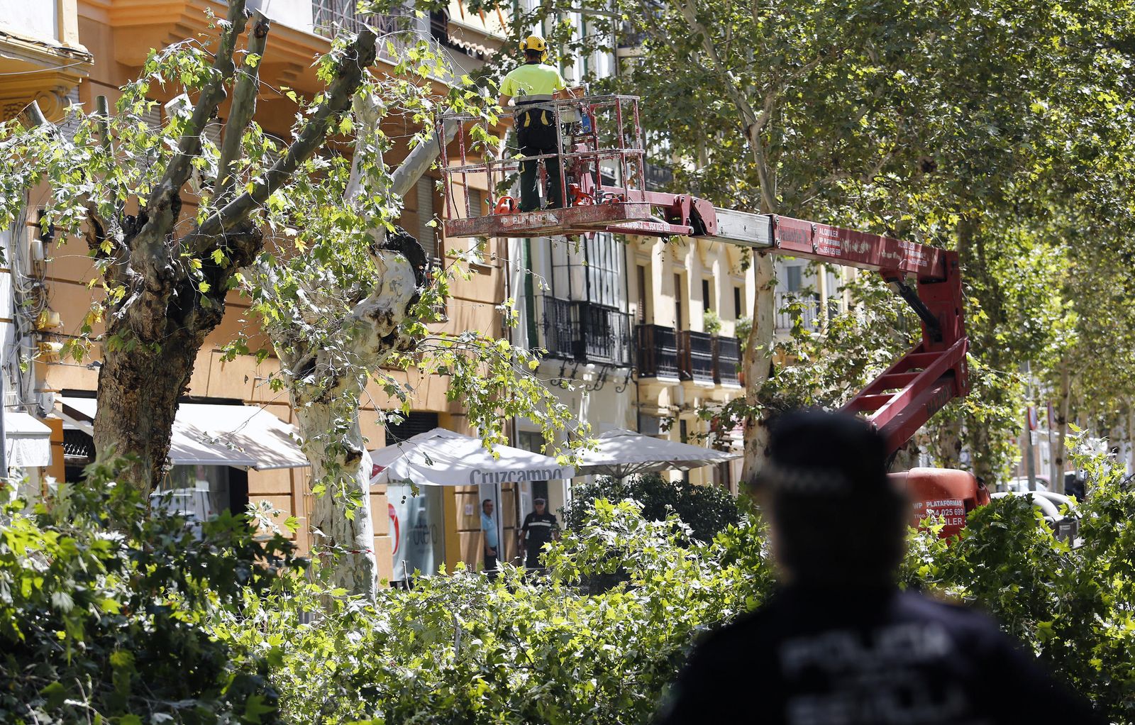 El momento de la tala en la Avenida de Cádiz