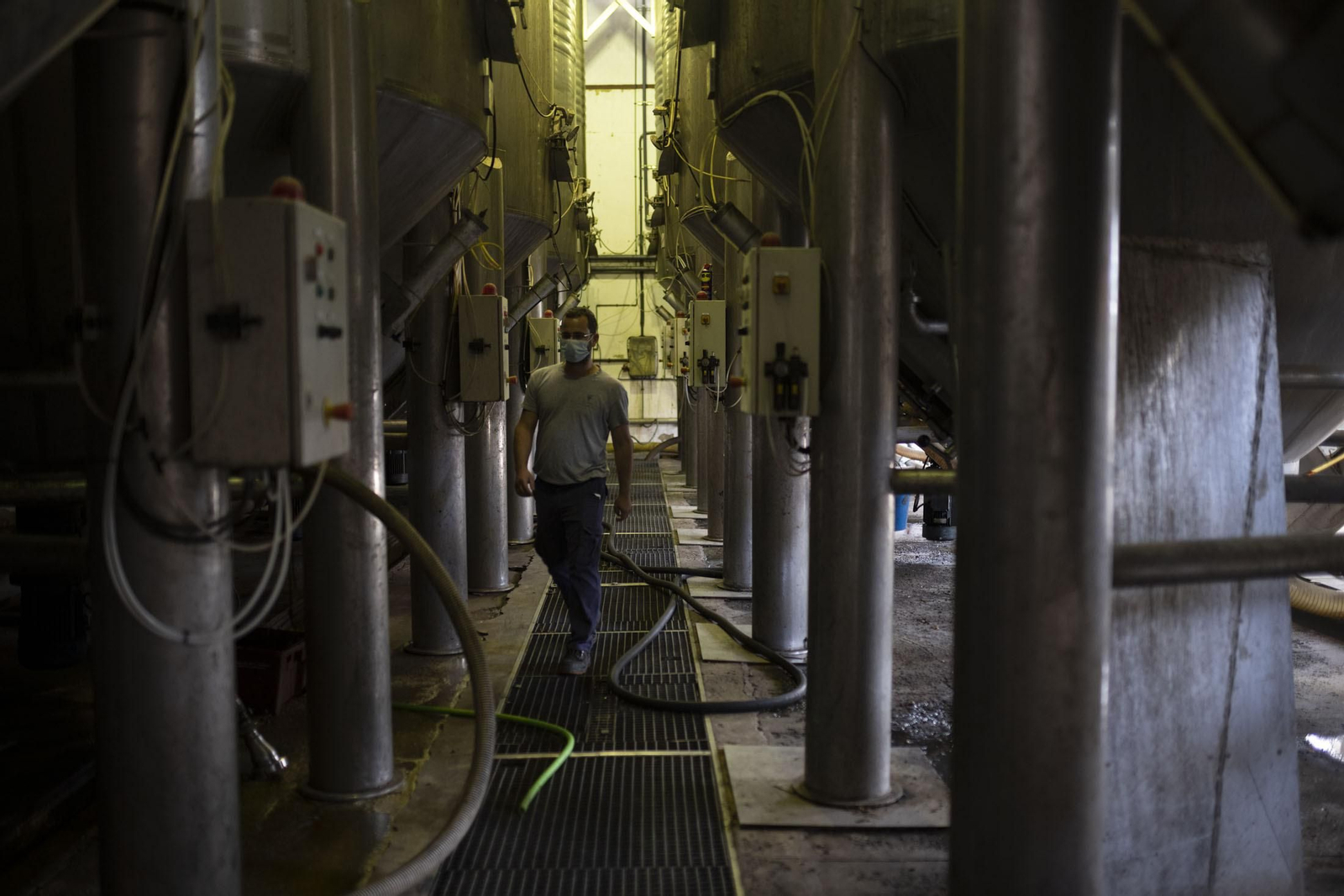 Imágenes de la vendimia en el Condado de Huelva